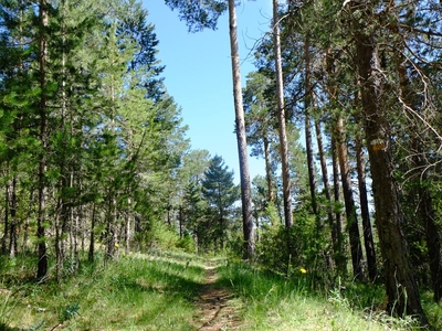 foto tragacete_2_03.jpg